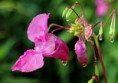 IMPATIENS